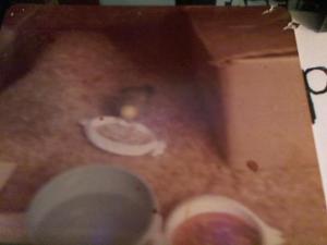 Hud-2 vinyl photos 1843