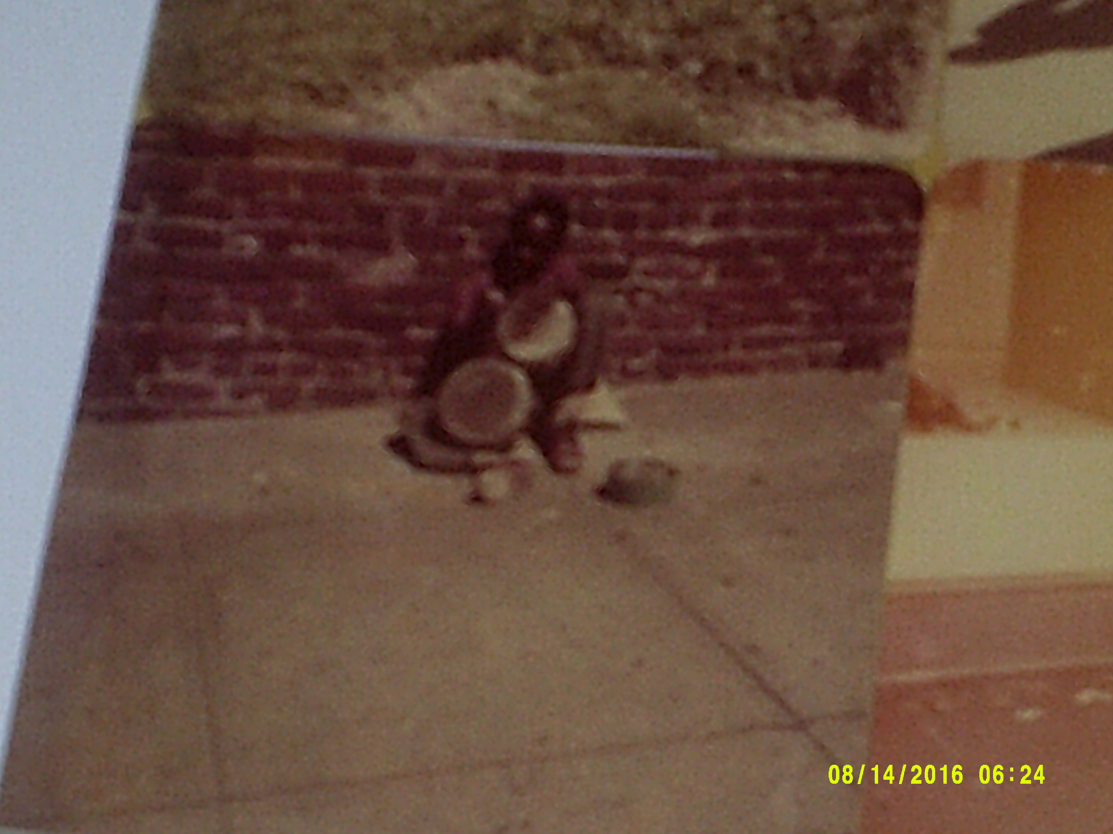 Digital Camera